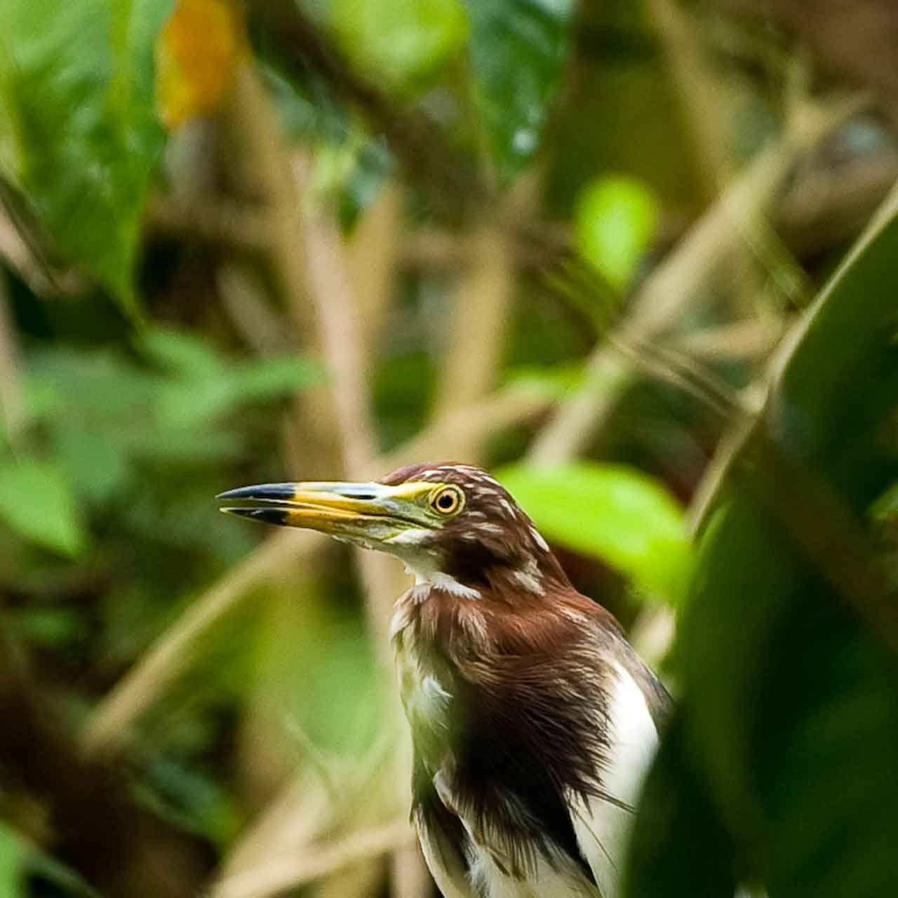 Bird life in the jungle