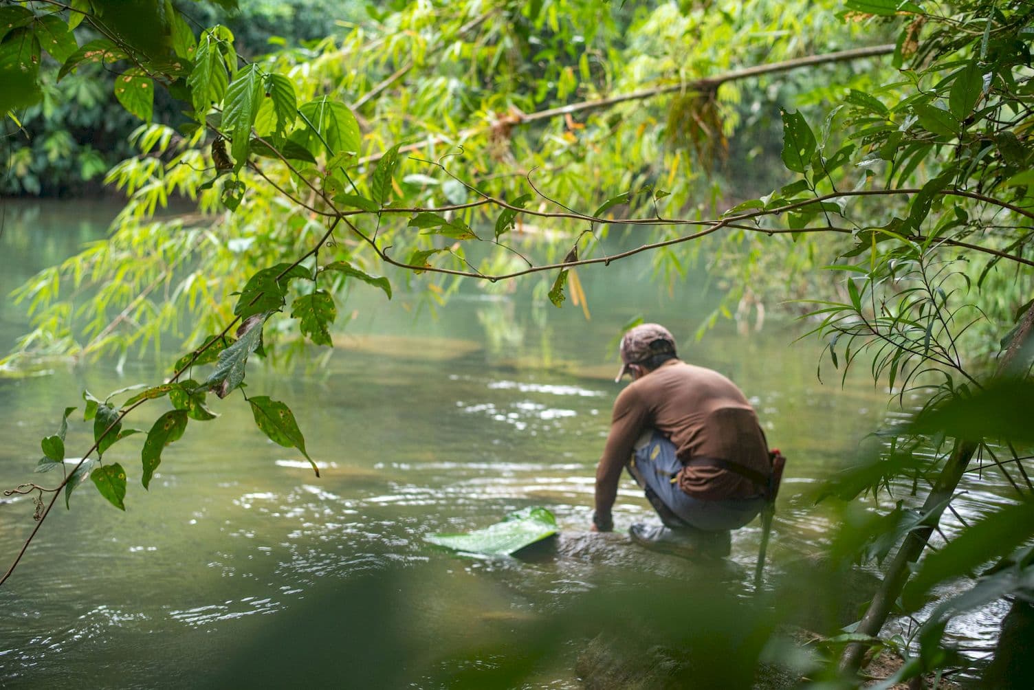 Washing banana leaves in the river