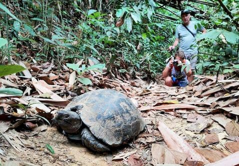 Large turtle crawling in the jungle