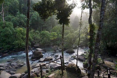 Camping and cooking in bamboo