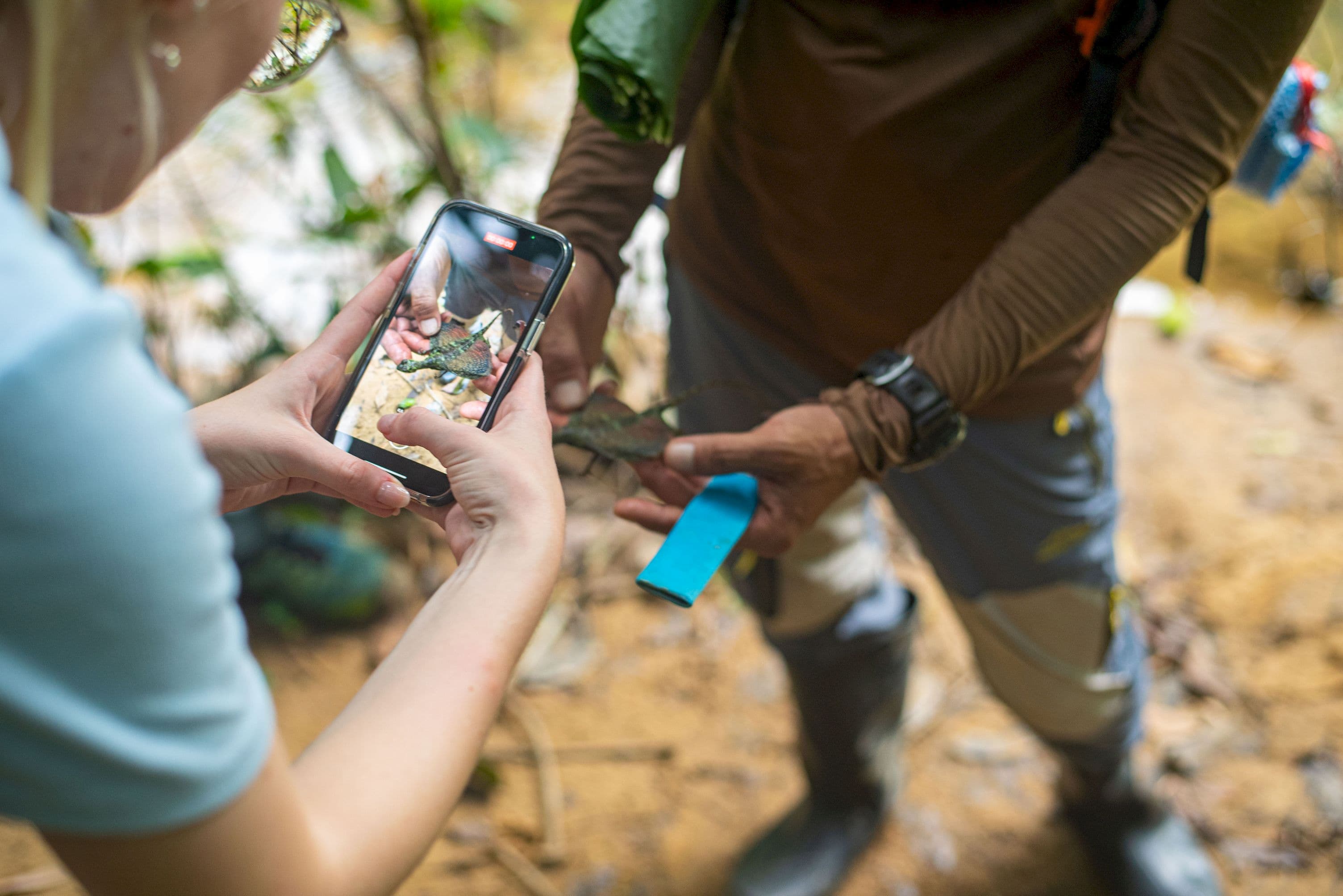 Taking photo of exotic lizards