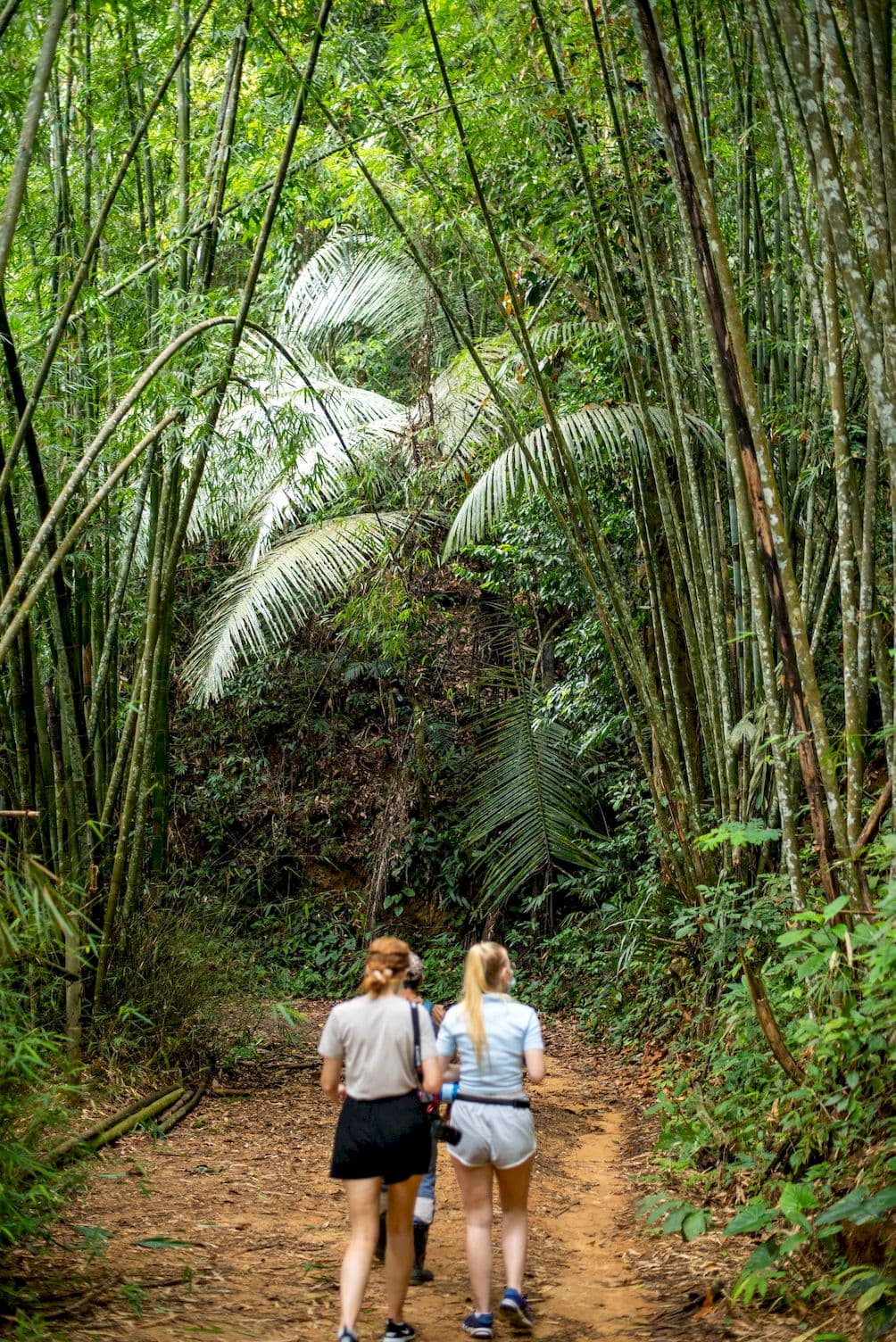 Walking through the bamboo forest