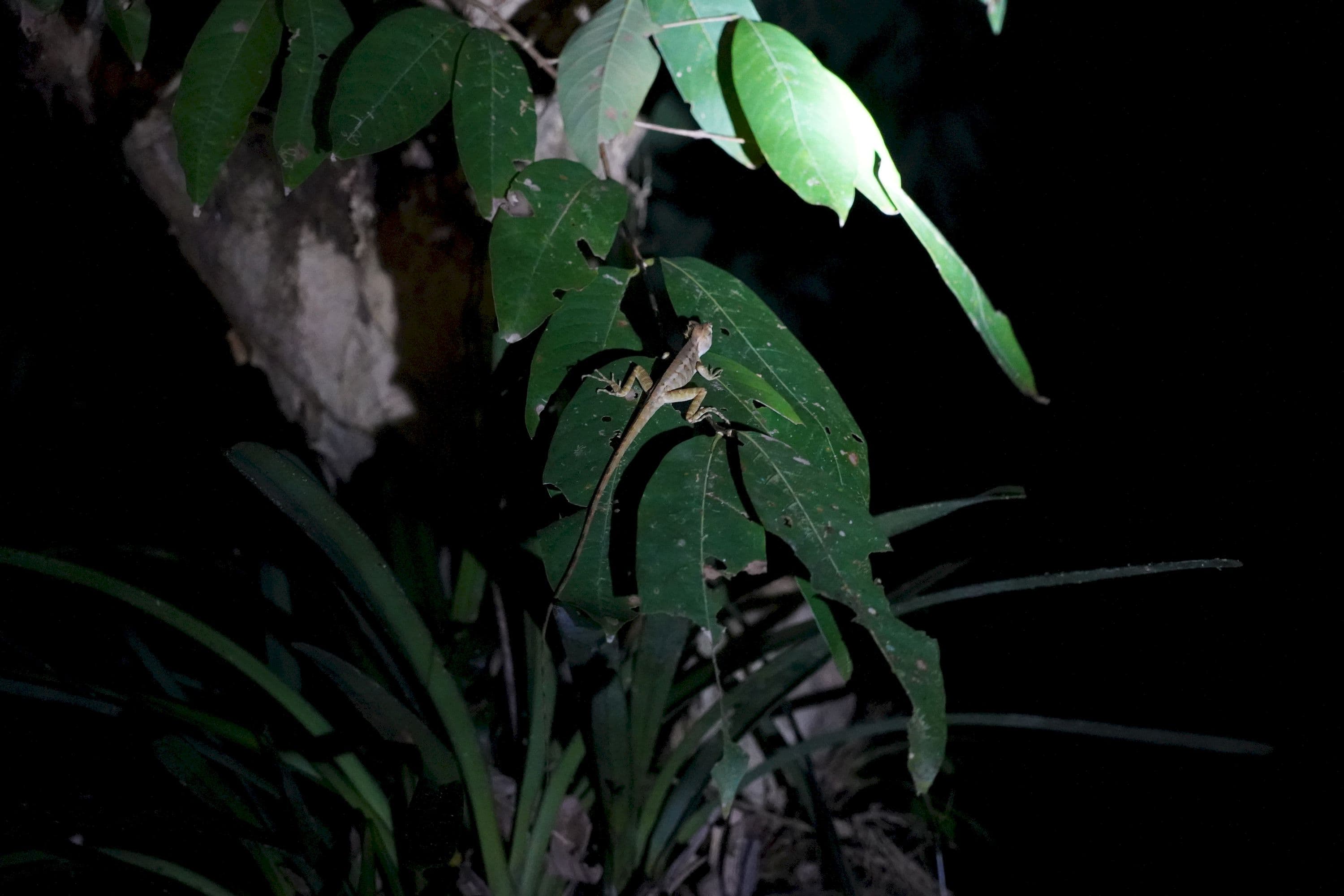 Spotting lizards during a night walk