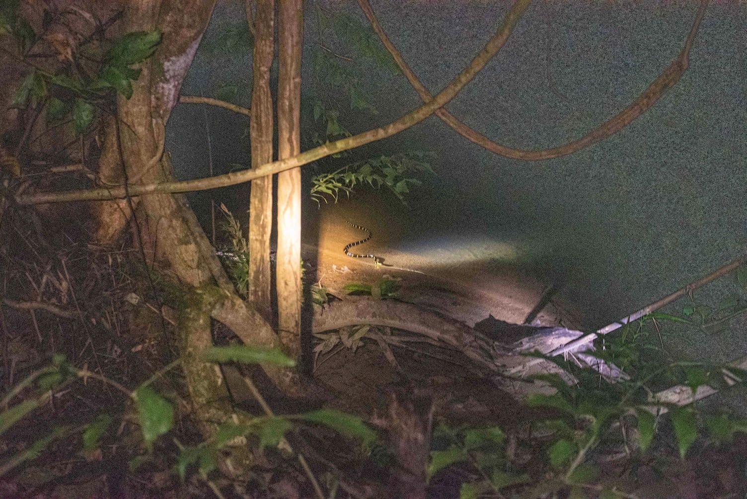 Spotting snakes during a night walk