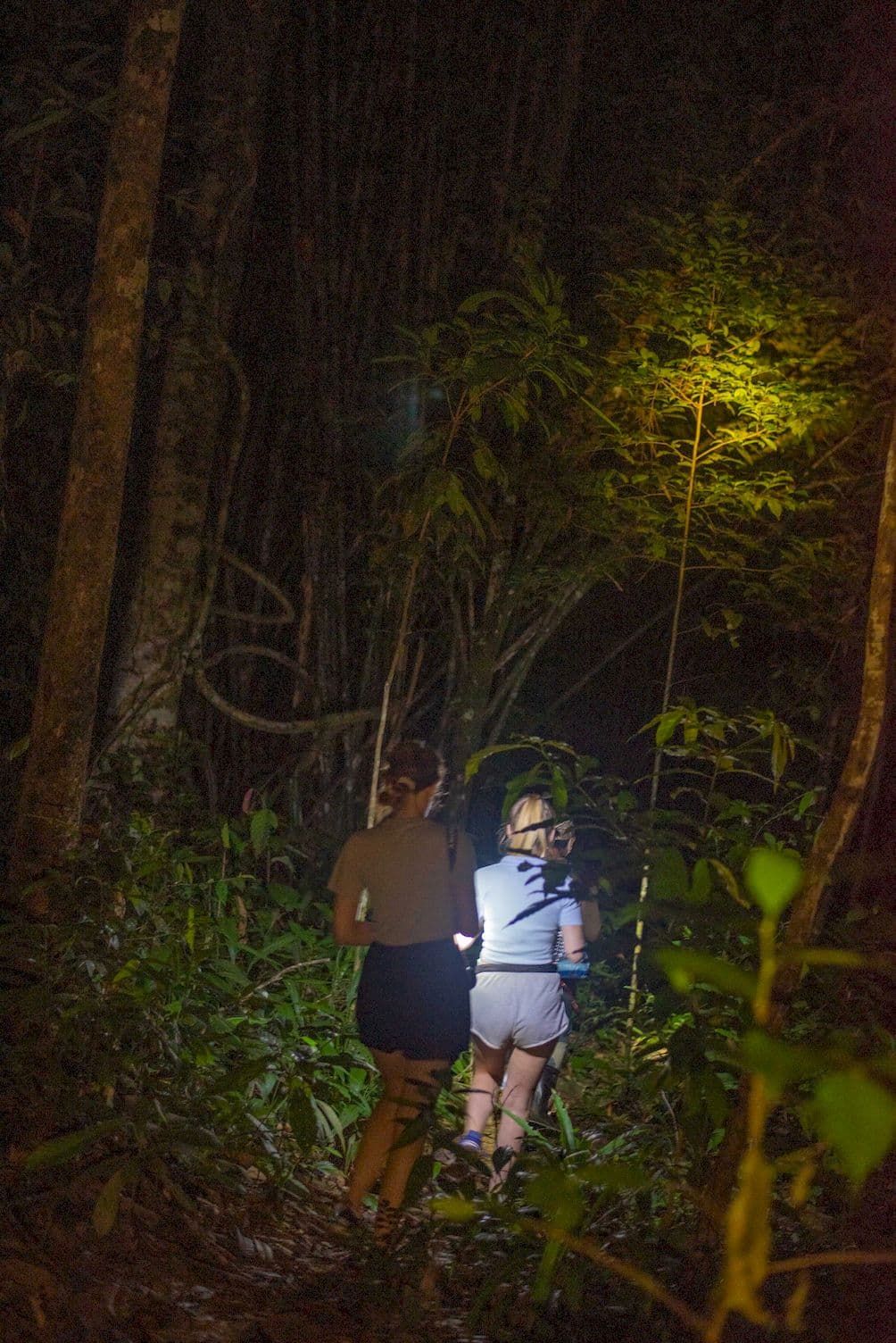 Walking on night safari