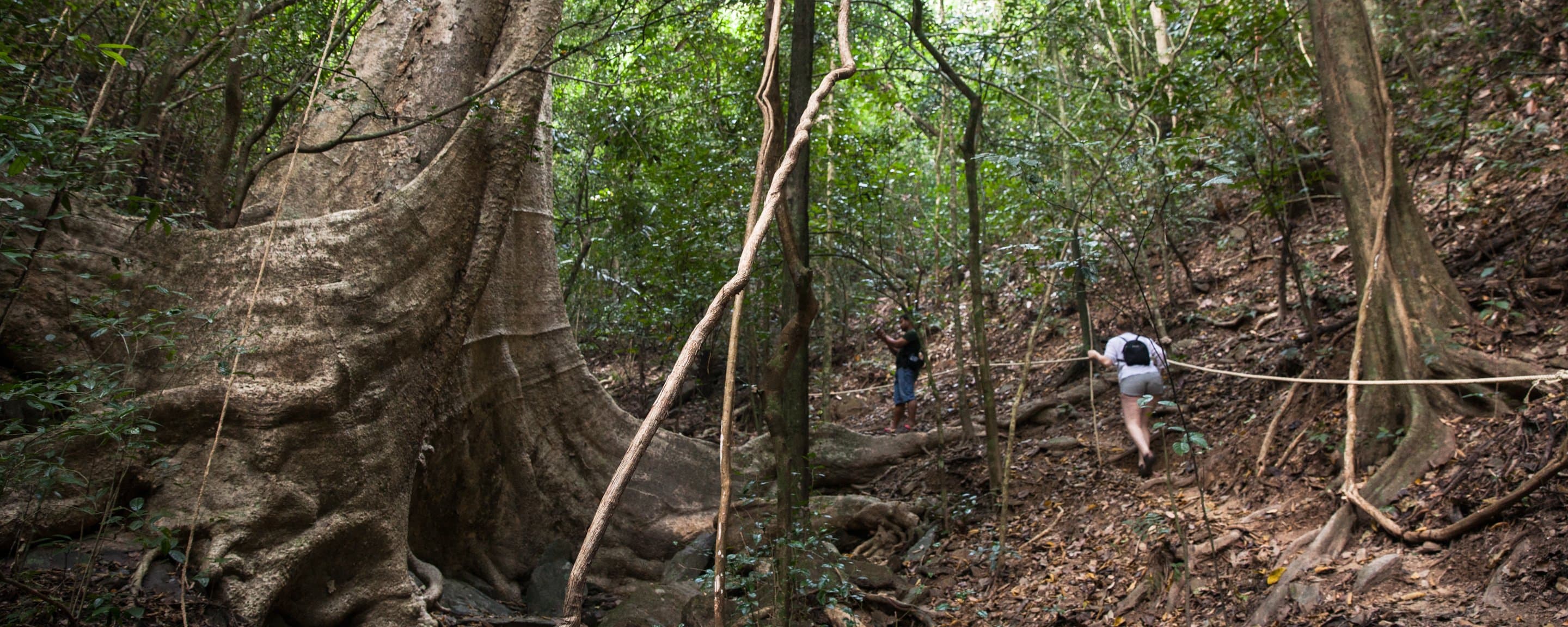 Hiking in the Khao Sok jungle