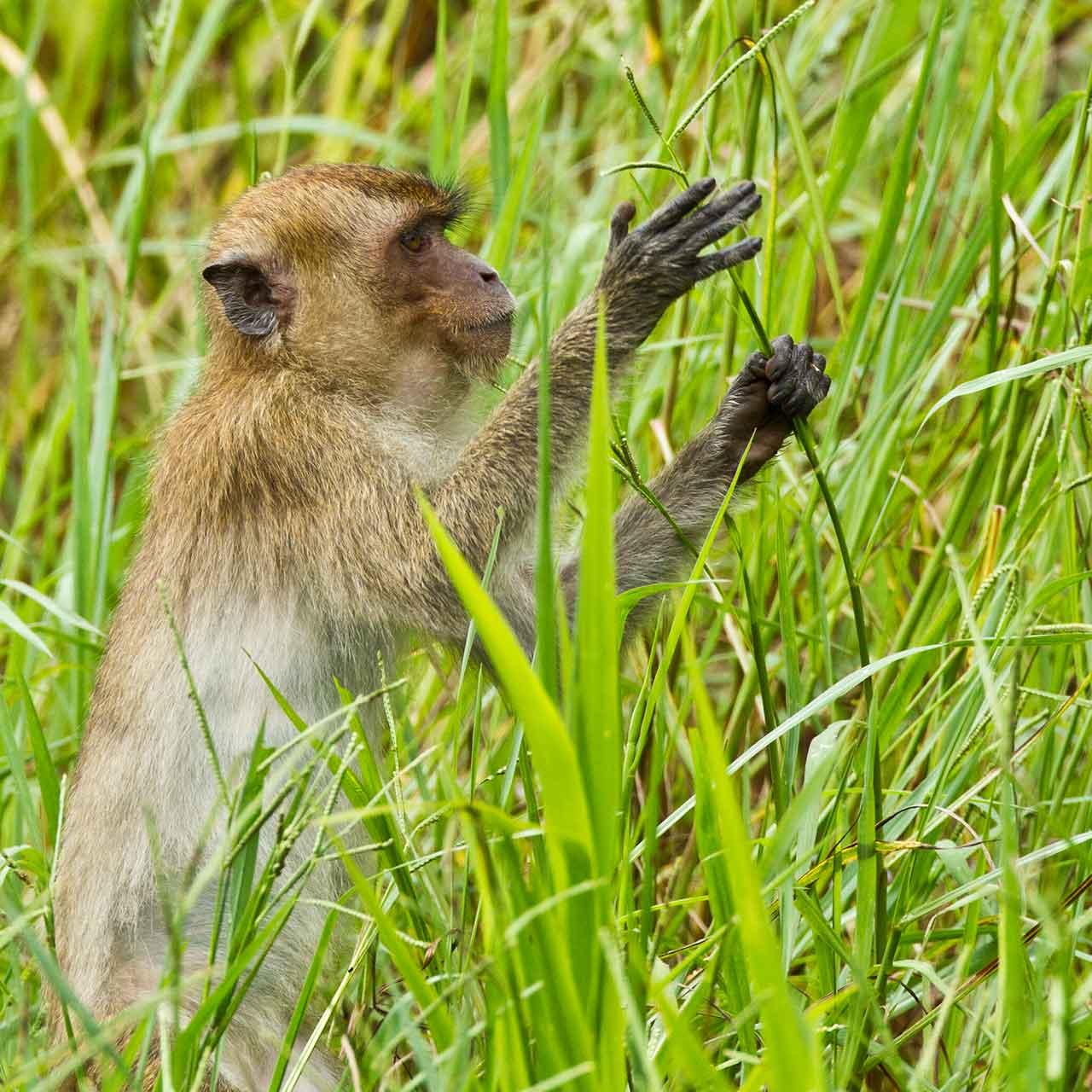 Monkey playing in the grass