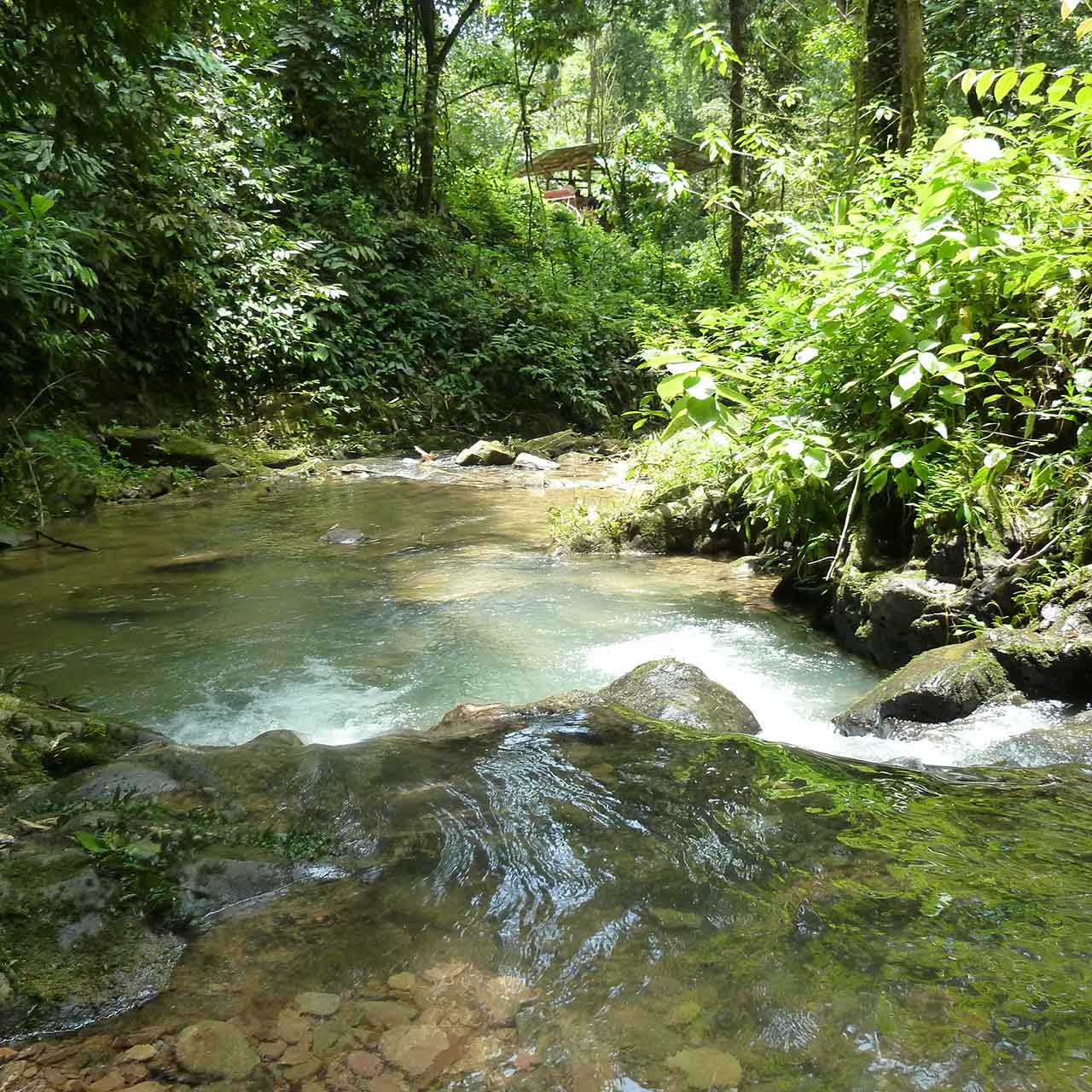 River flowing through the jungle
