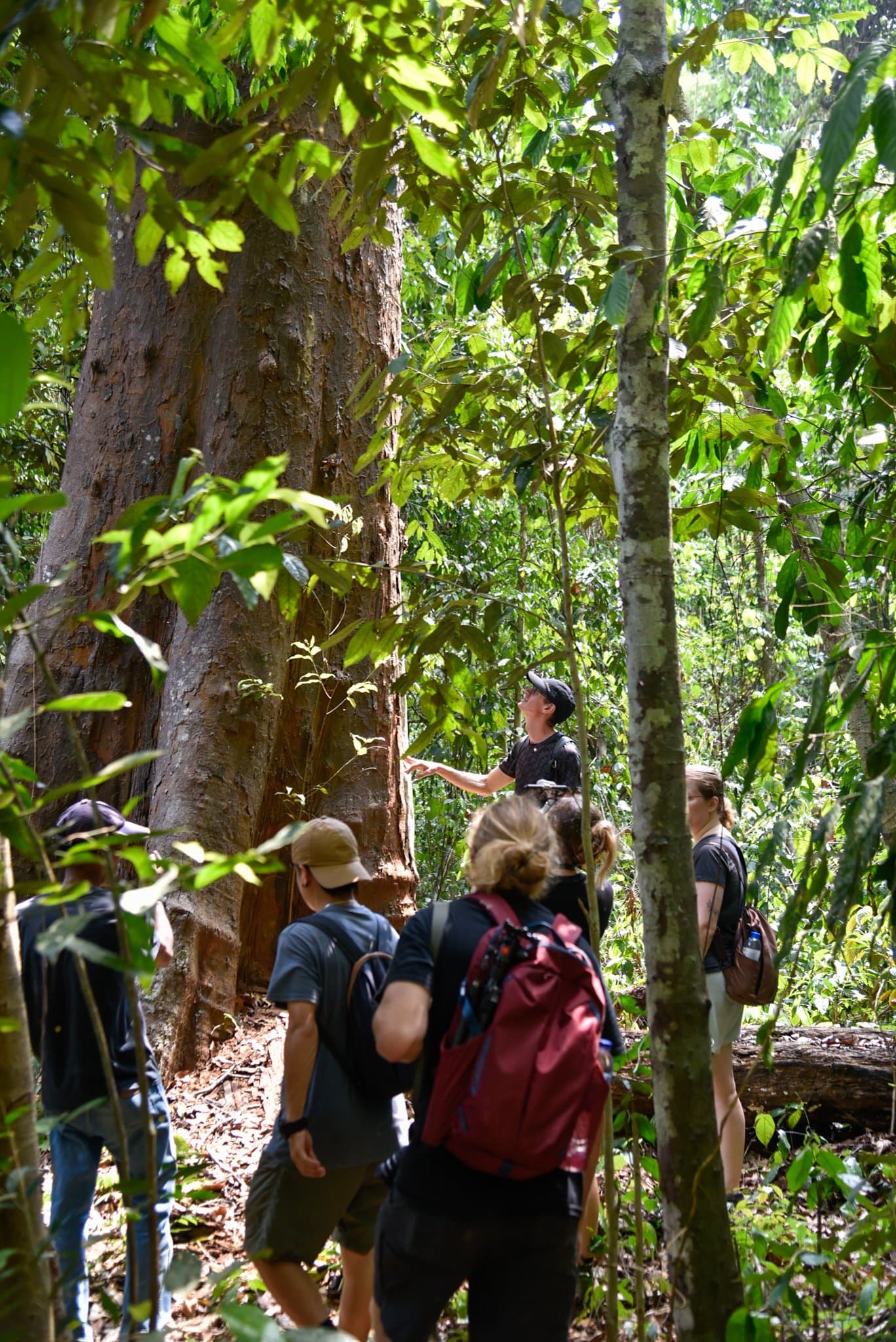 Walking through the jungle looking at trees