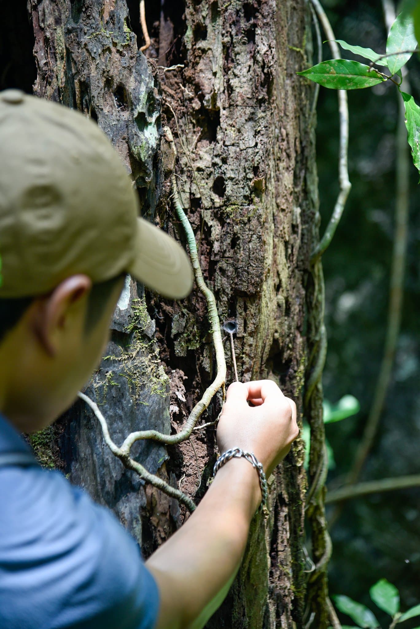 Fining sap in an old jungle tree