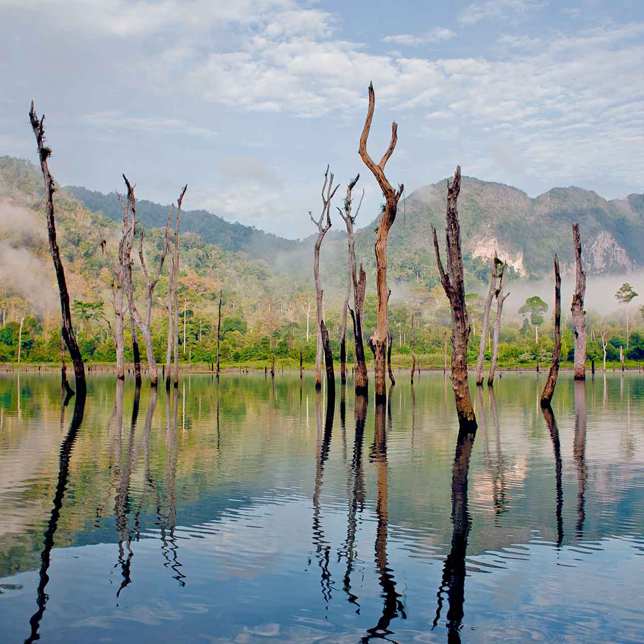 Old trees reflected in the wate of Cheow Larn lake