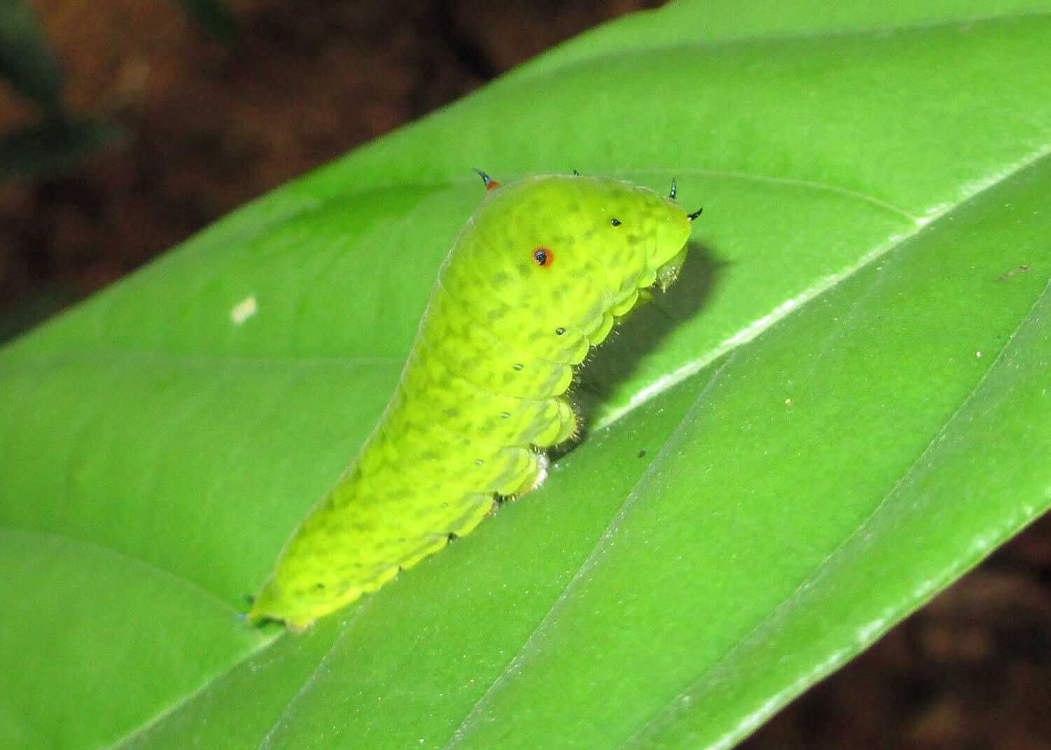 Catepillar