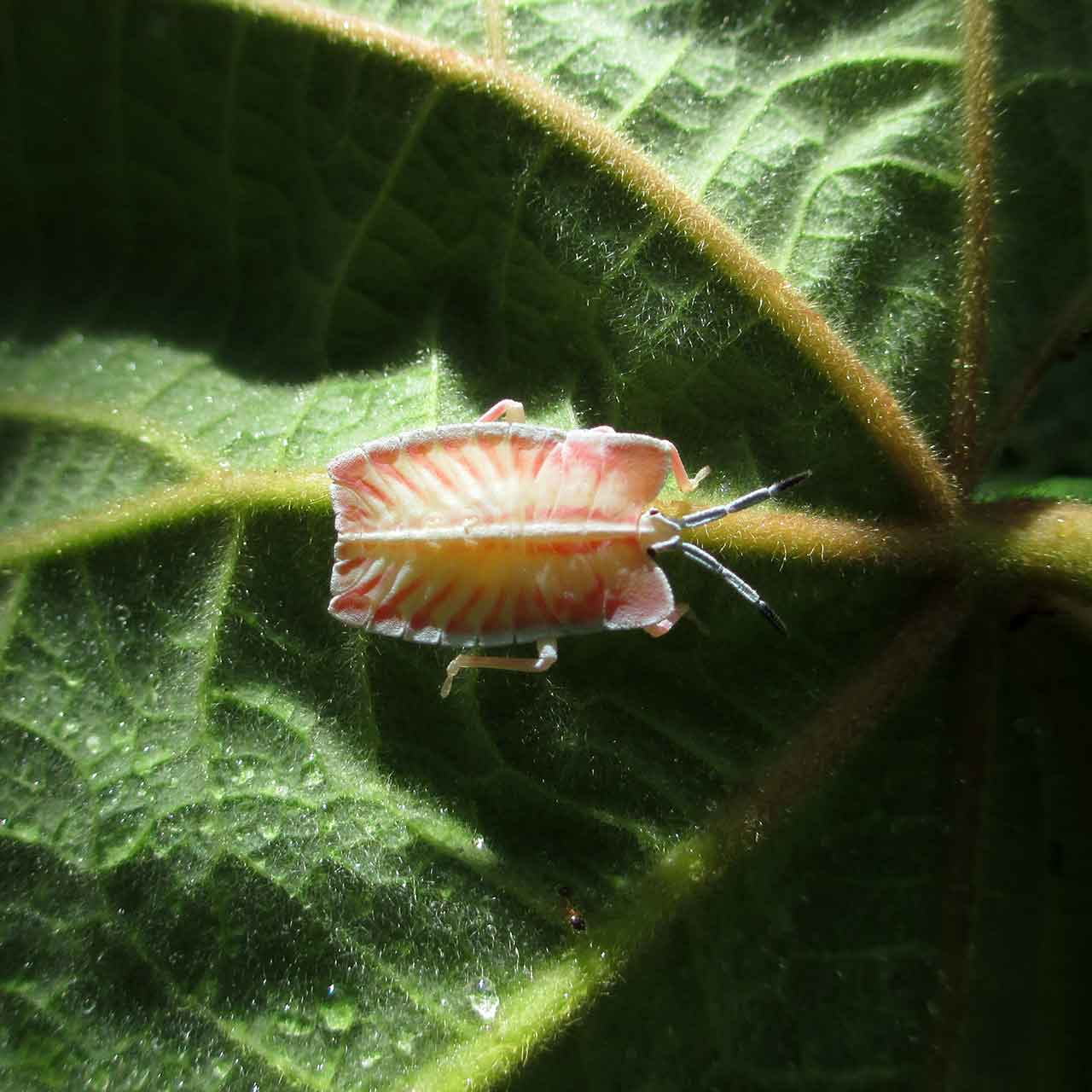 Exotic bug