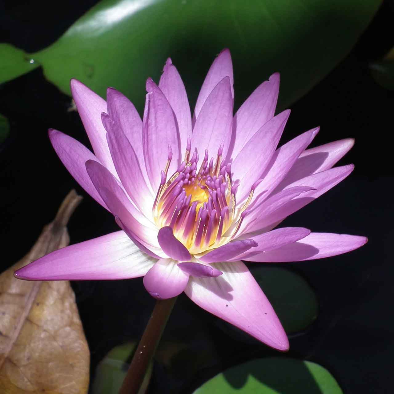 Jungle flower