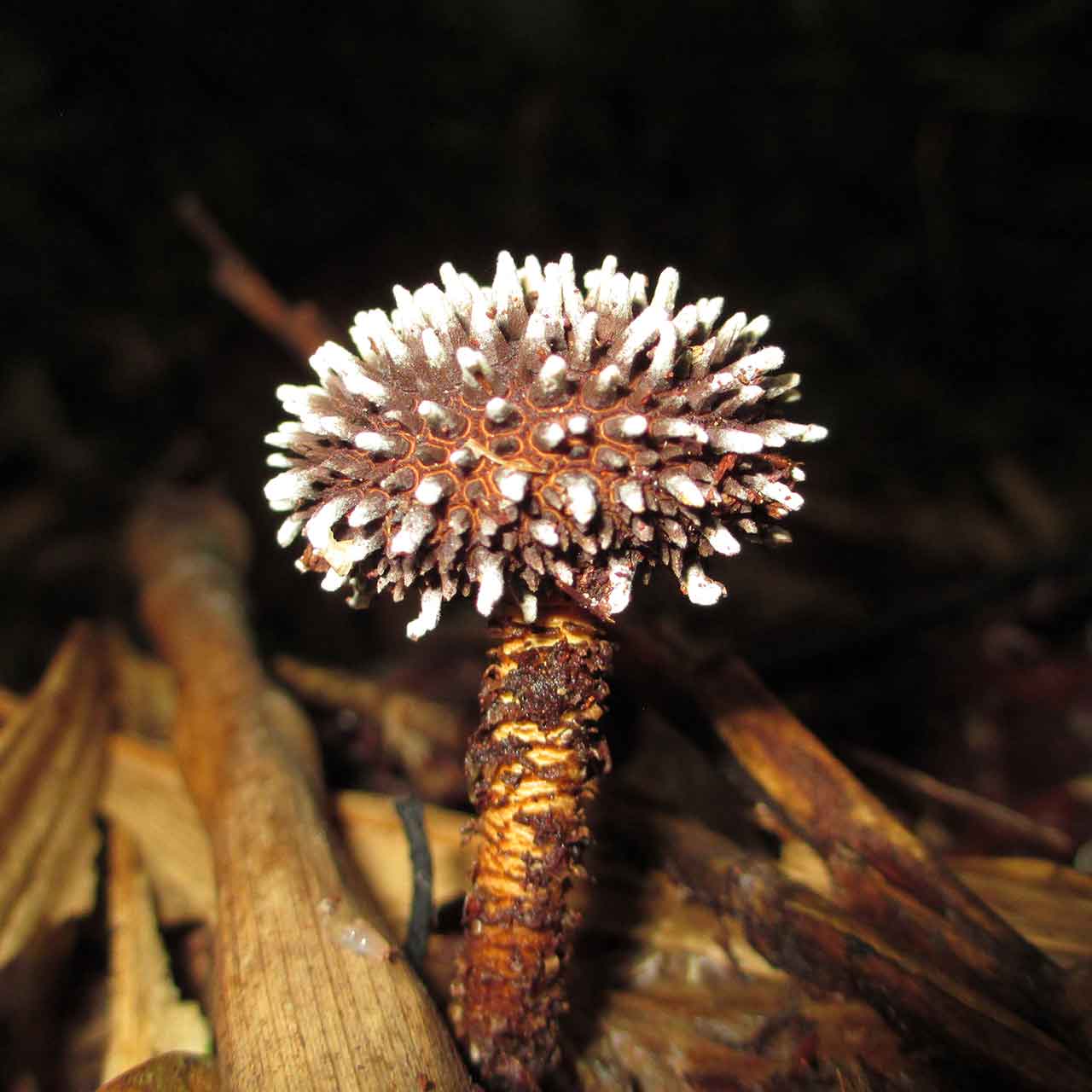 Jungle mushrooms