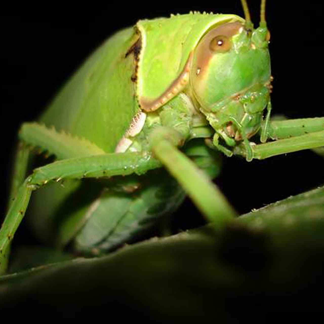 Grasshopper