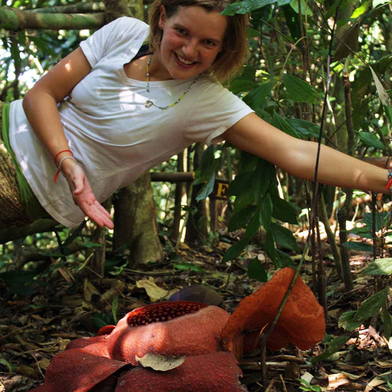 Viewing the giant rafflesia flower