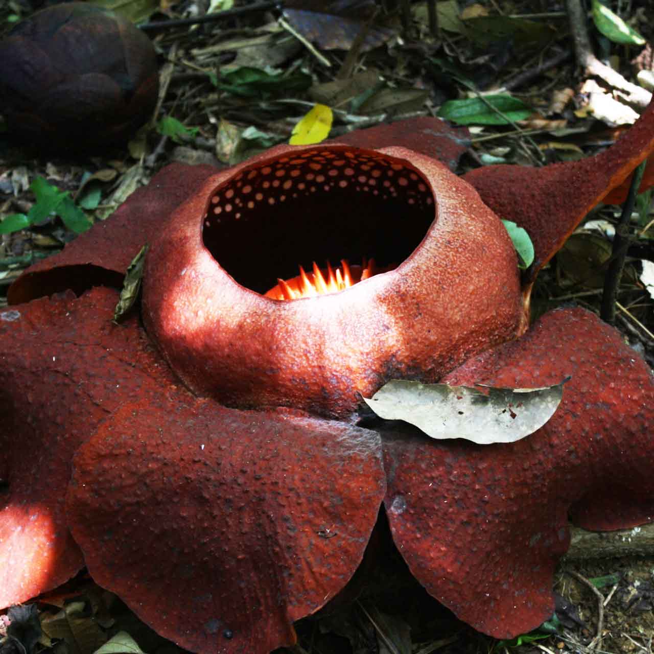 Viewing the giant rafflesia flower