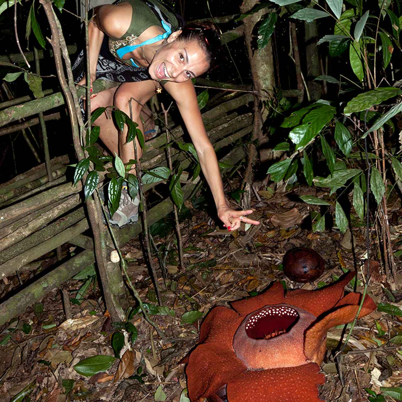 Viewing the giant rafflesia flower
