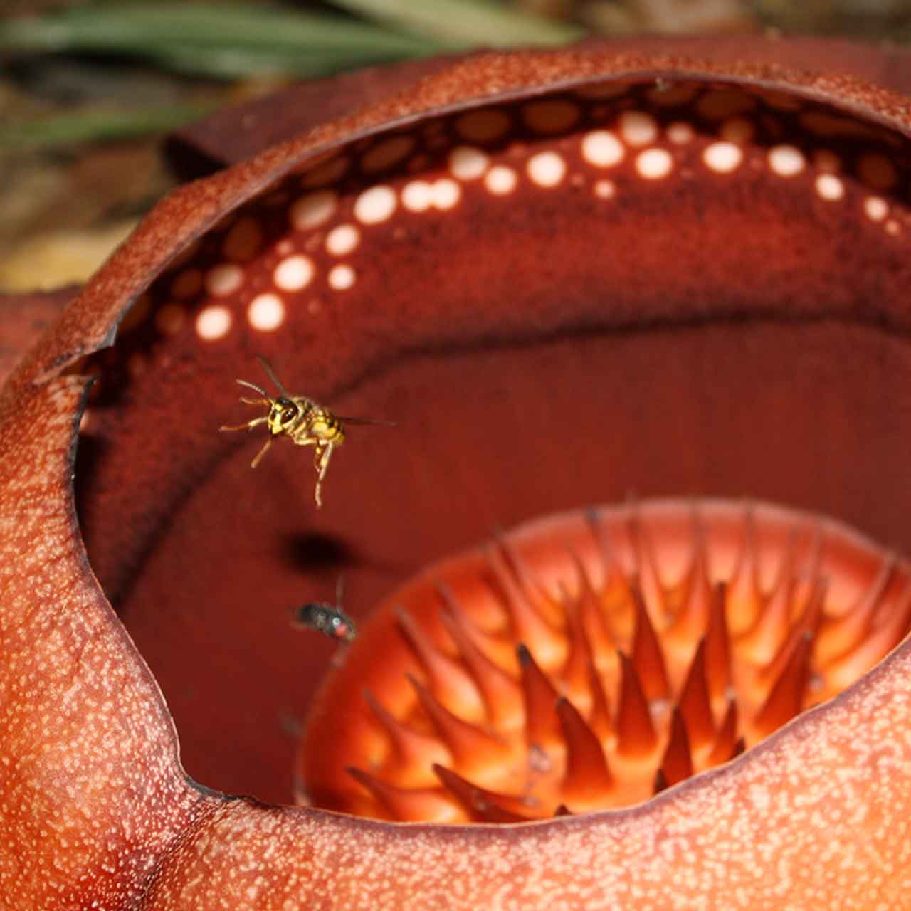 Viewing the giant rafflesia flower