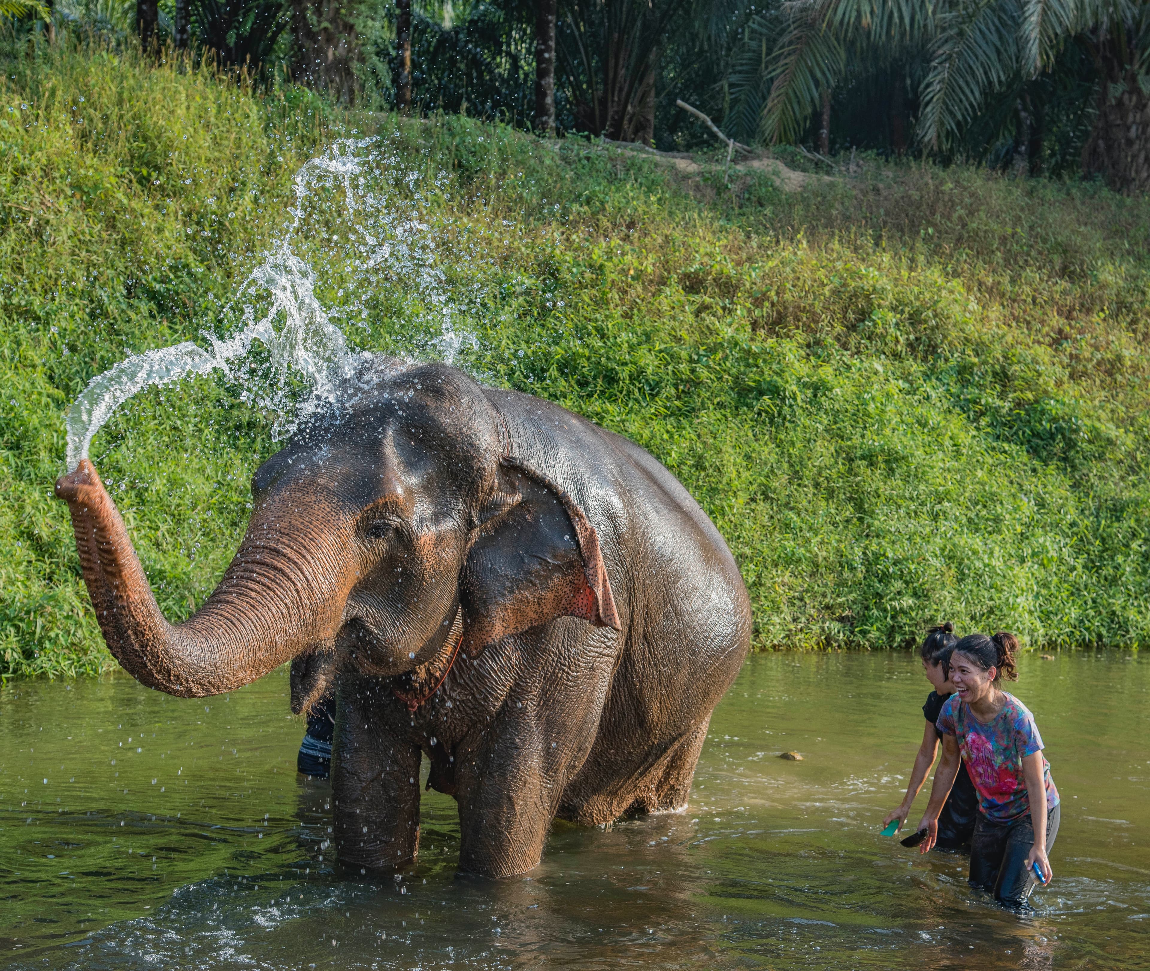 Elephant washing in the river