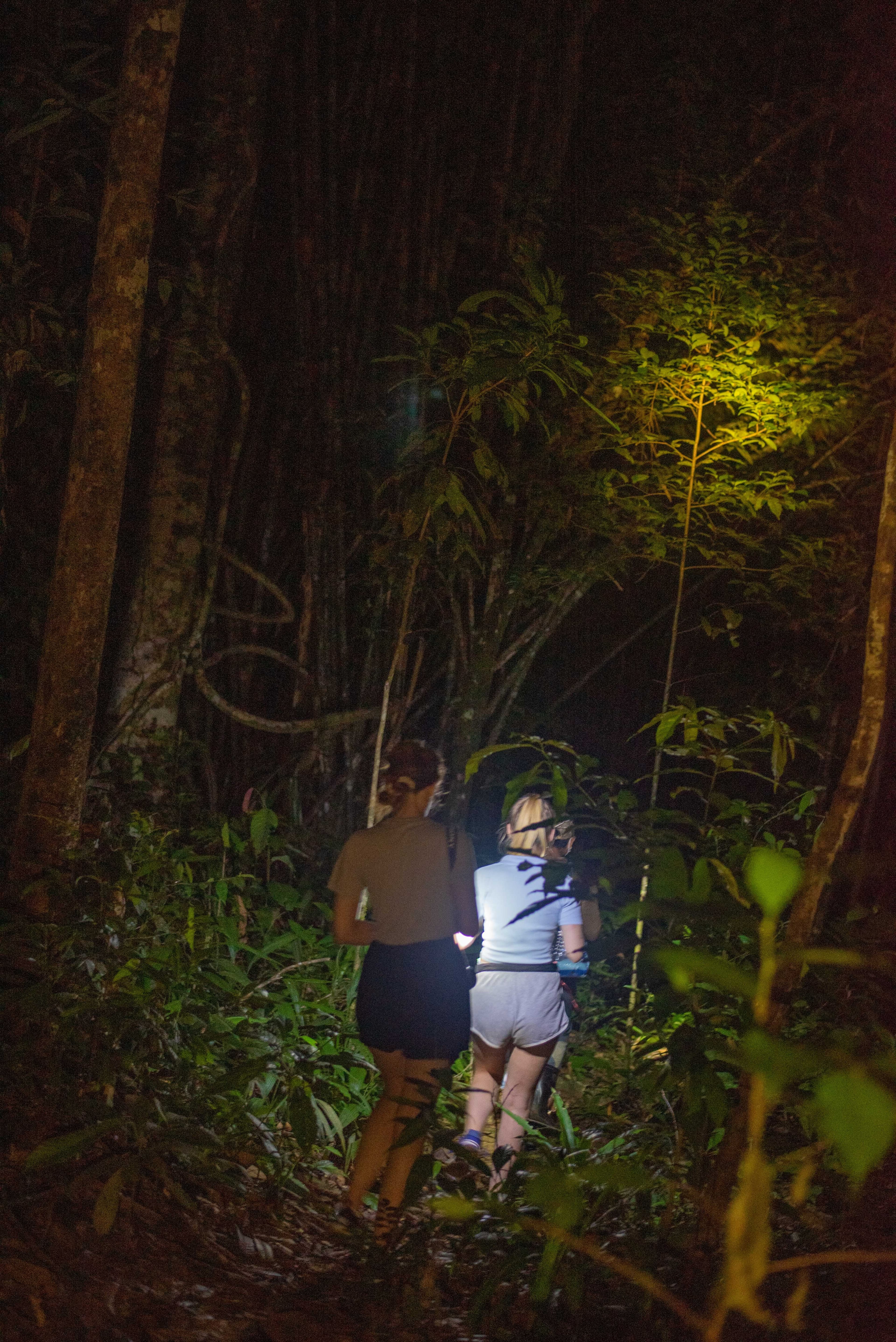 Jungle trekking on night safari