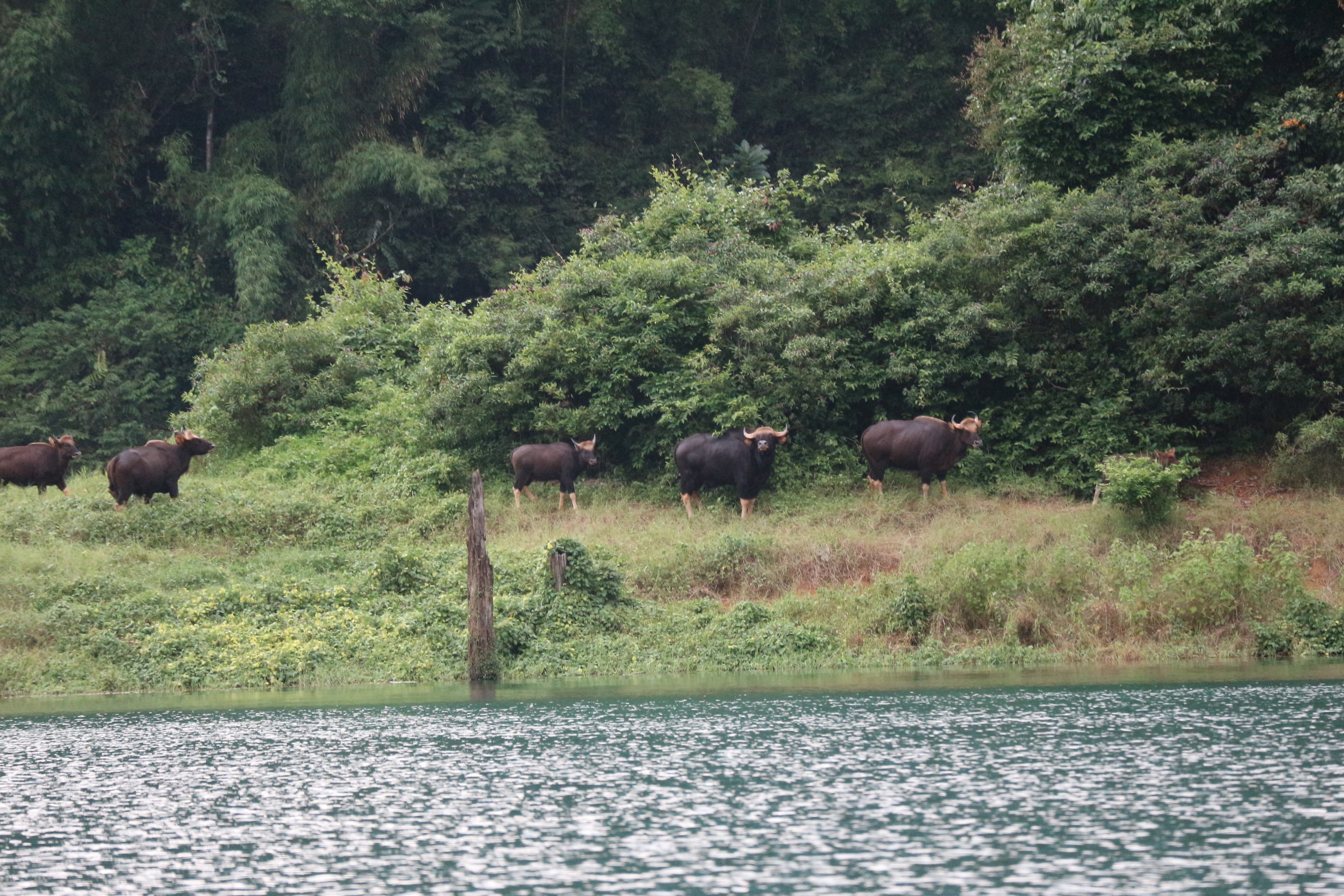 Scenery from Cheow Lan Lake