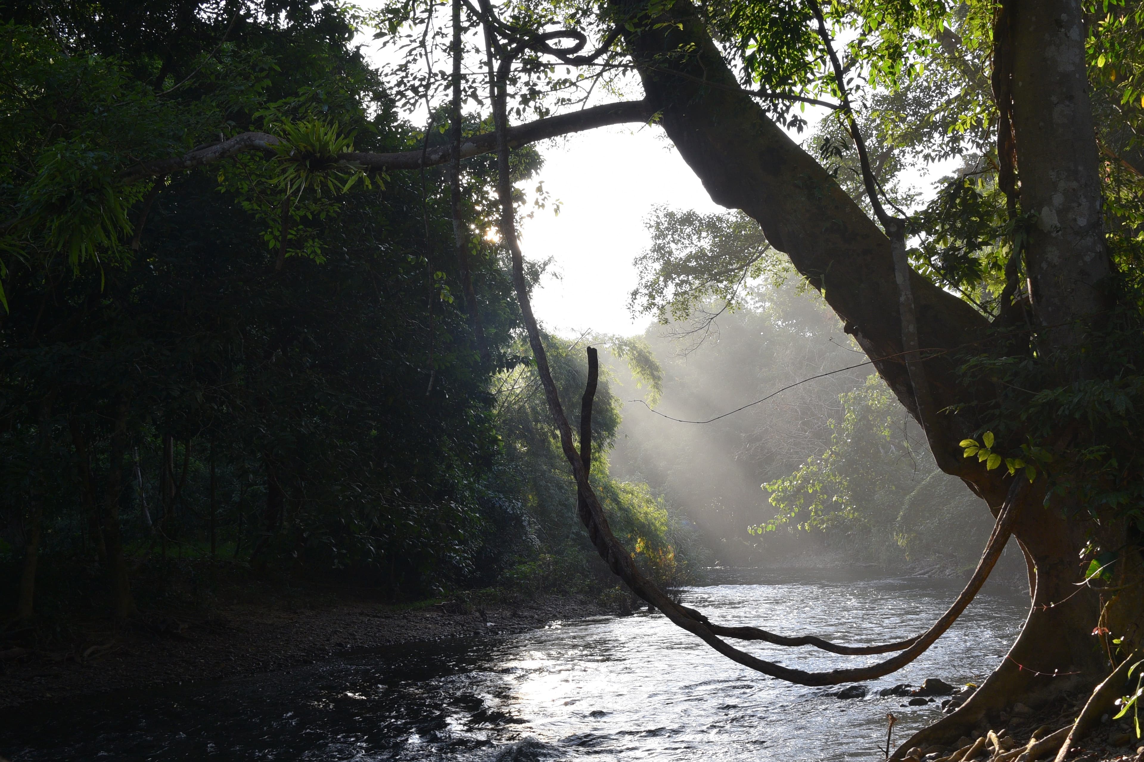 Sunlight coming through the trees over the river