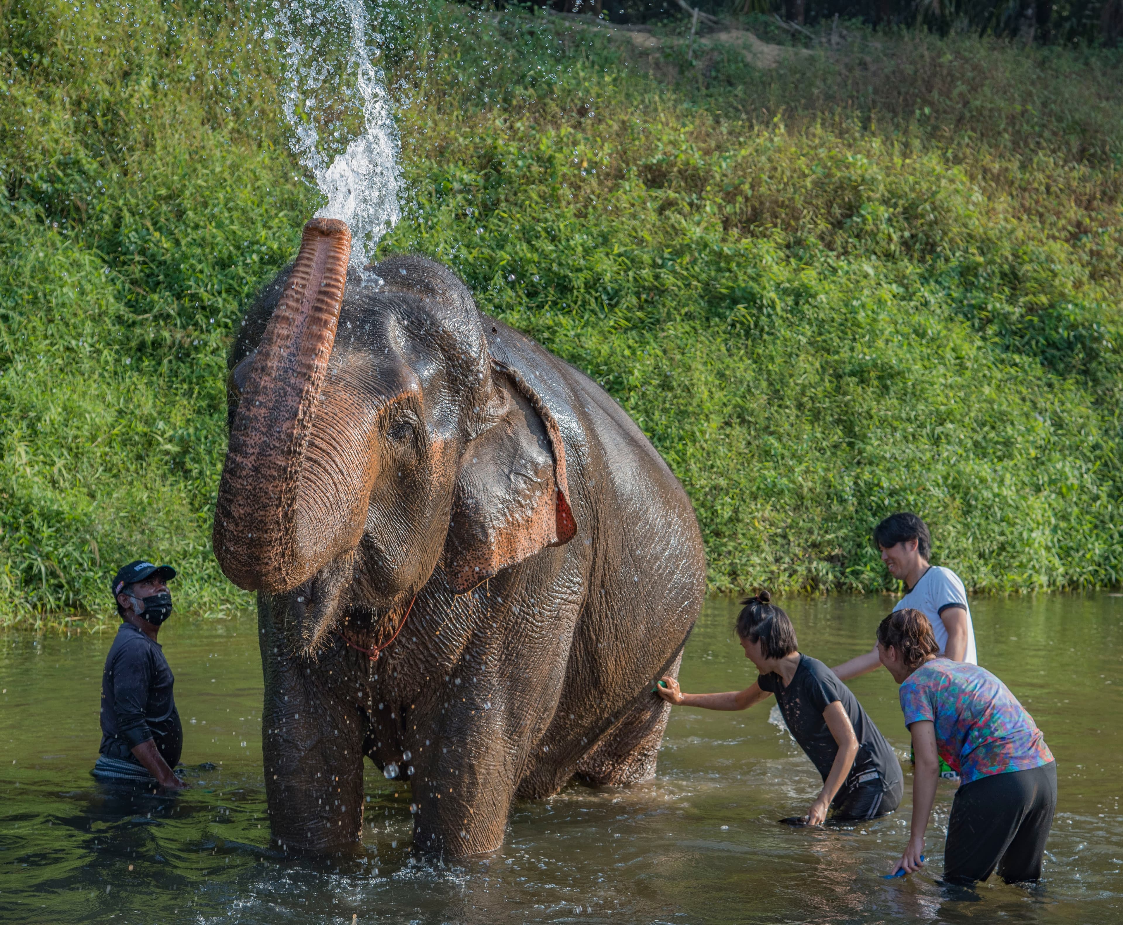 Elephant washing in the river