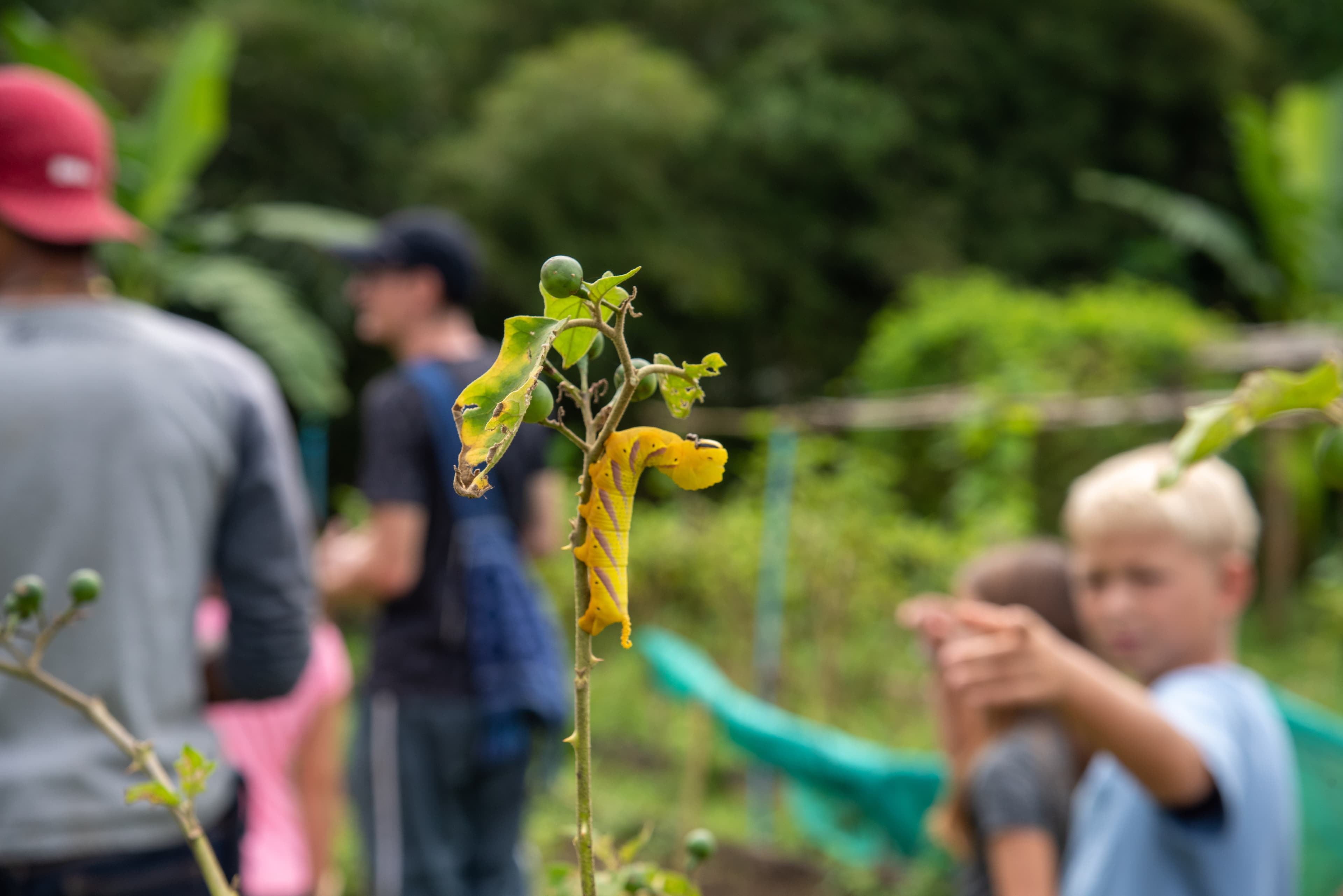 Kids learing about nature in our jungle gardens