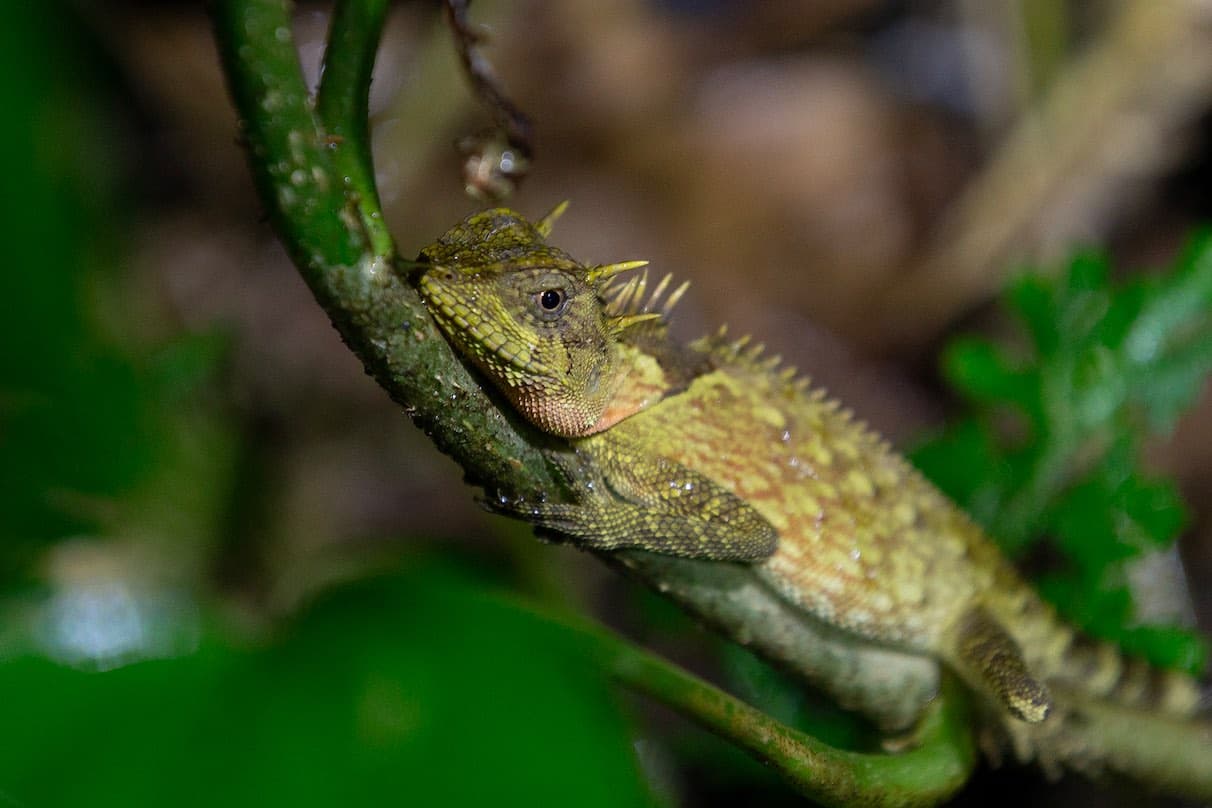Lizard in the tree found during night safari