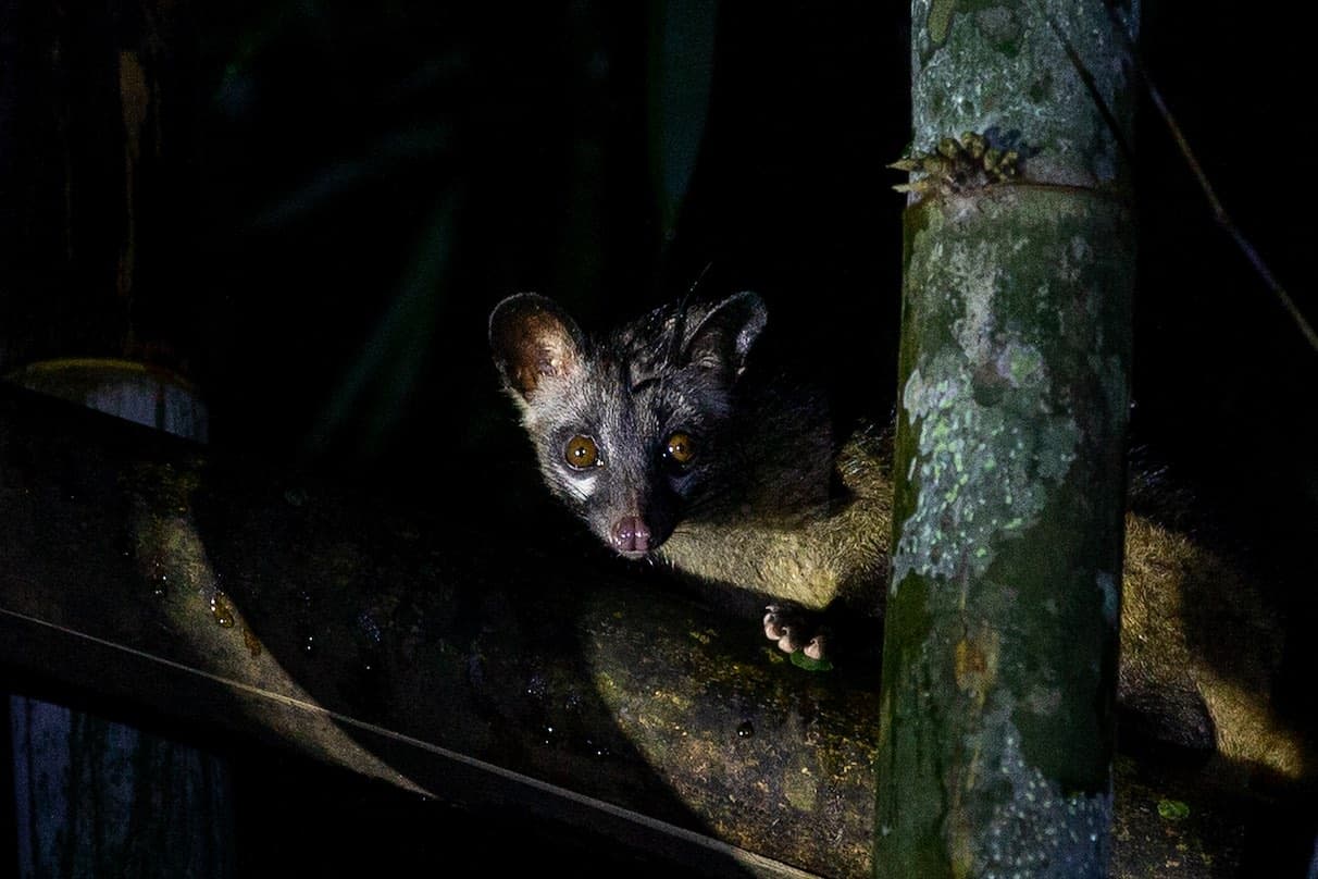 Possum in the tree found during night safari