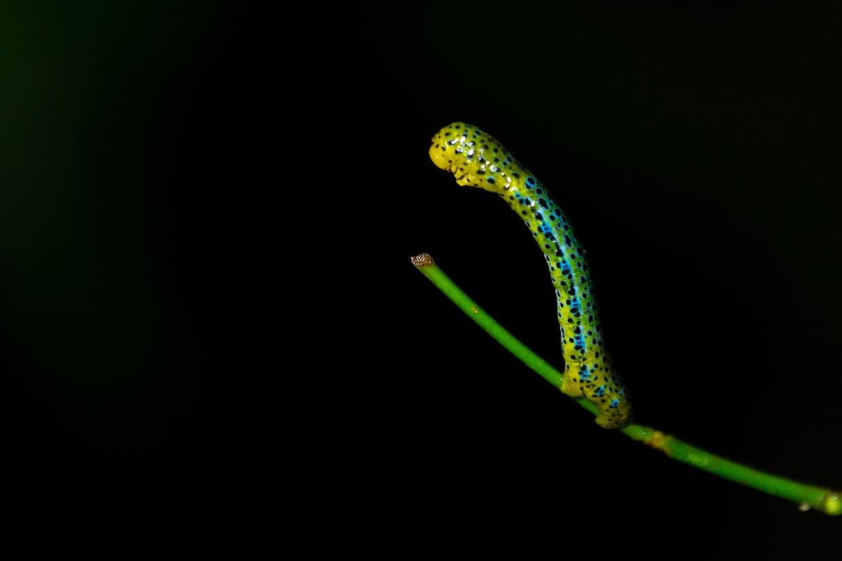 Catepillar in the tree found during night safari