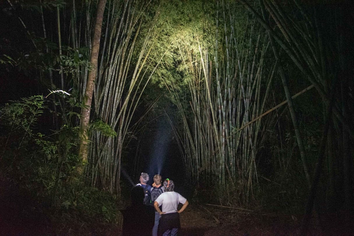 Treking in the dark on a night safari