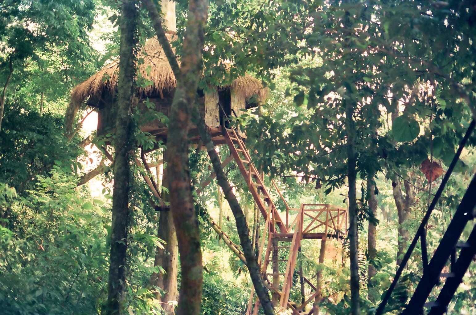Old treehouse in khao sok